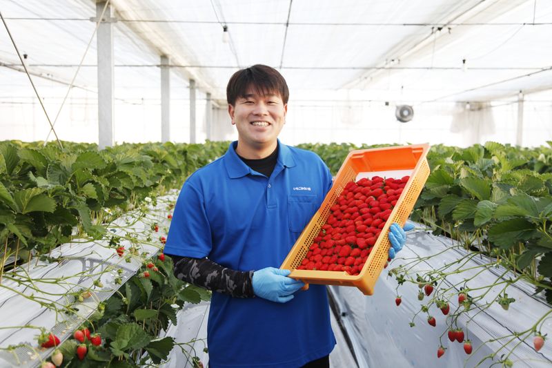 株式会社いちごみらい舎の求人・転職情報