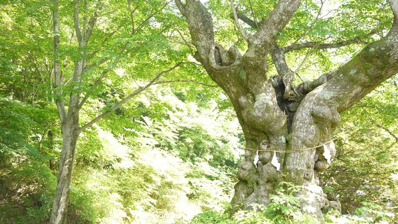 熊野皇大神社の求人・転職情報