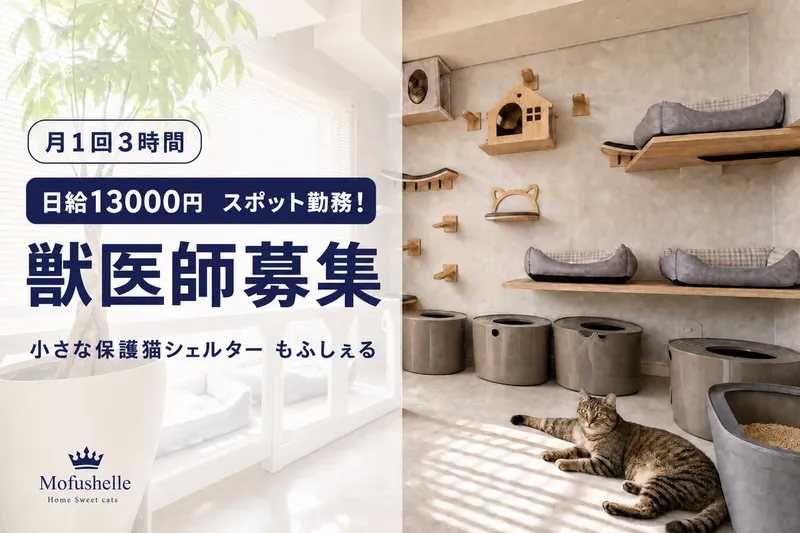 小さな保護猫シェルターもふしぇる の求人・転職情報