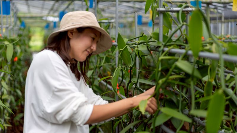 株式会社Ｔｈｅ　Ｏｋｉｎａｗａ　Ｖａｎｉｌｌａ　Ｃｏｍｐａｎｙの求人・転職情報