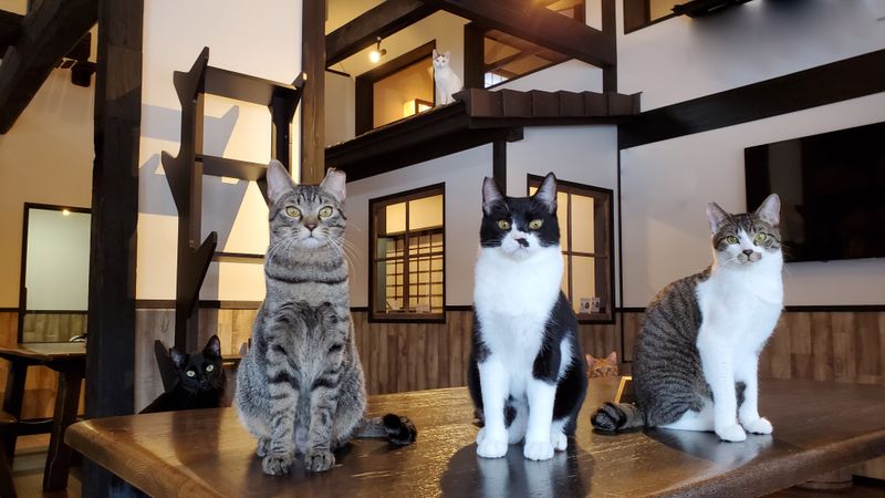 合同会社　さくらやまの求人・転職情報