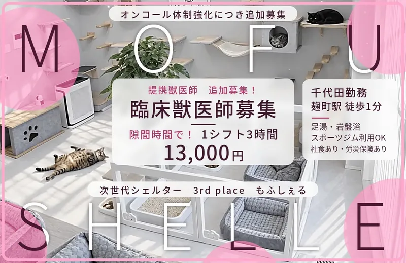 小さな保護猫シェルターもふしぇる の求人・転職情報
