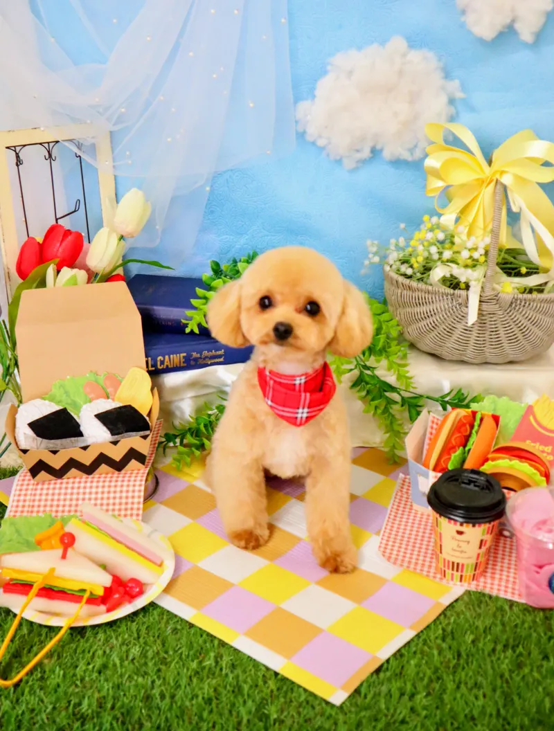 ハンドメイド　オーダー受付ページ　　♡わんこのトリマー　パネル♡ ハンドメイド オーダー受付ページ ♡わんこのトリマー パネル