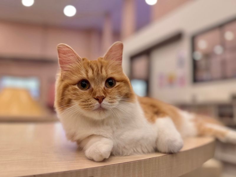 猫カフェPuchiMarryの求人・転職情報